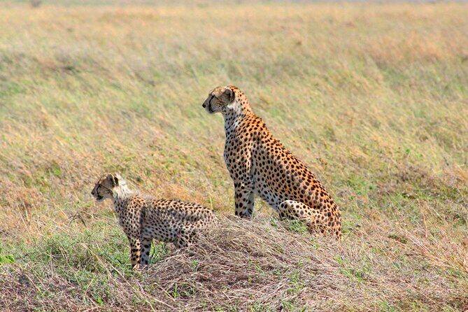 Affordable 4 Days Tanzania Private Mid-range Lodge Safari Tour - Lodges, included meals, and what “mid-range” usually means here