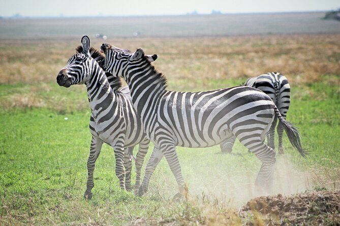 Affordable 4 Days Tanzania Private Mid-range Lodge Safari Tour - Wildlife viewing: how to get the most out of each drive