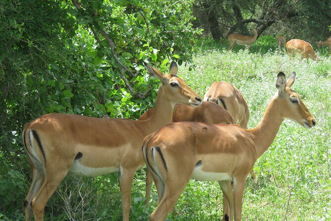 Affordable 5 days Tanzania budget camping safari (group joining) - How This Budget Camping Safari Actually Works (and Why It’s Good Value)