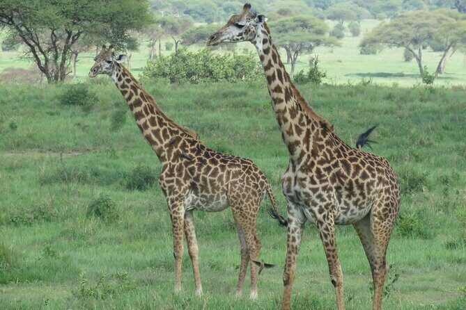 Affordable 5 days Tanzania budget camping safari (group joining) - Serengeti Day Two and Day Three: Plains Wildlife and a Sunrise Drive