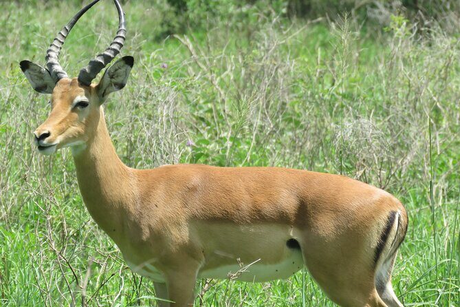 Affordable 5 days Tanzania budget camping safari (group joining) - Ngorongoro Crater Day Four: Big Game Chances in a Concentrated Setting