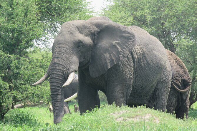 Affordable 5 days Tanzania budget camping safari (group joining) - Price Check: Is $1,610 Really a Good Deal?