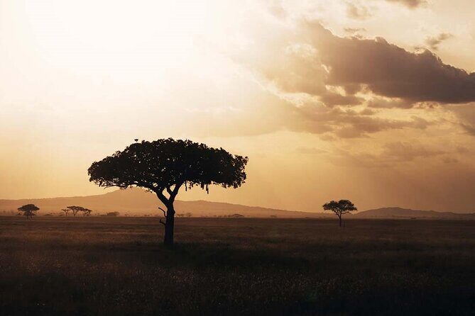 Amazing 4 Days Safari 3 Nights: Tarangire, Ngorongoro, Serengeti - The Northern Circuit, compressed into 4 days
