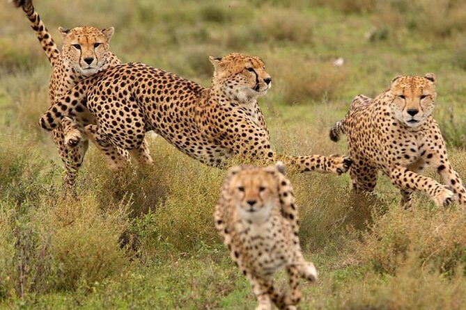 Amazing 4 Days Safari 3 Nights: Tarangire, Ngorongoro, Serengeti - Camping safari reality check (and how to make it work)