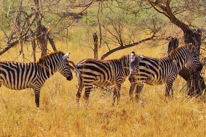 Amazing 4 Days Safari 3 Nights: Tarangire, Ngorongoro, Serengeti - Price and what you truly get for $1,300