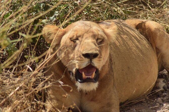 Amazing 4 Days Tanzania Budget Camping Group Joining Safari - Day 2: Serengeti Arrival via Karatu and the Seronera Wildlife Zone