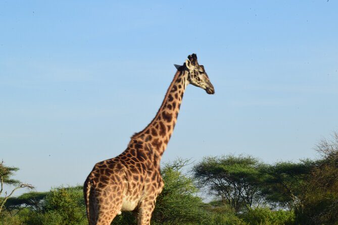 Amazing 4 Days Tanzania Budget Camping Group Joining Safari - Camping-Style Nights, Included Meals, and What Budget Comfort Means