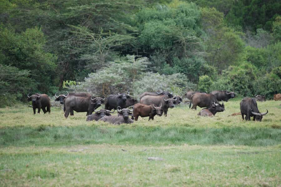 Arusha: Arusha National Park Day Trip w/ Game Drives & Lunch - Key takeaways before you go