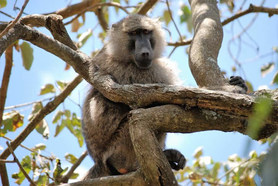 Arusha: Arusha National Park Day Trip w/ Game Drives & Lunch - Who this Arusha National Park safari is best for
