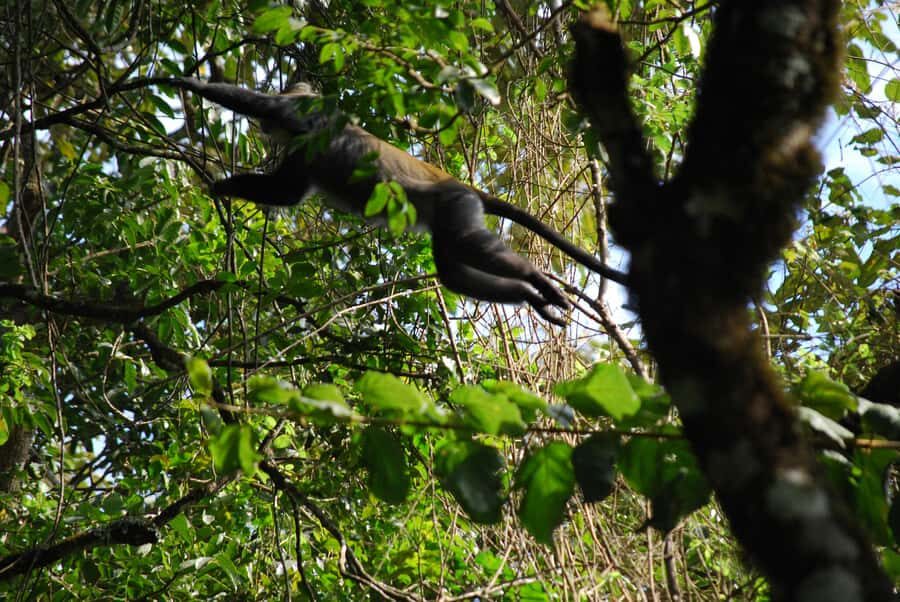 Arusha: Arusha National Park Day Trip w/ Game Drives & Lunch - First game drive: what you’re likely to spot early