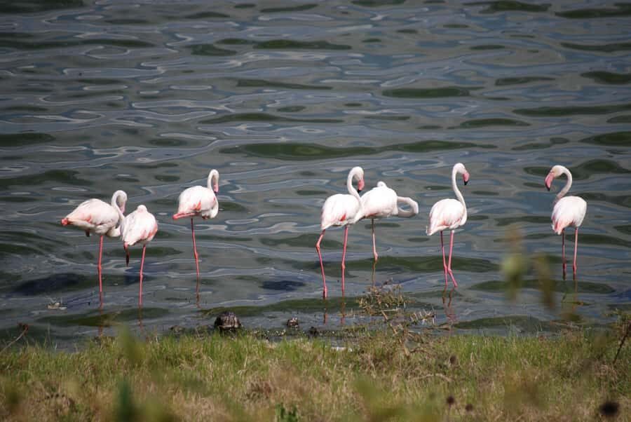 Arusha: Arusha National Park Day Trip w/ Game Drives & Lunch - Ngurdoto Crater: the second act of scenery and safari time