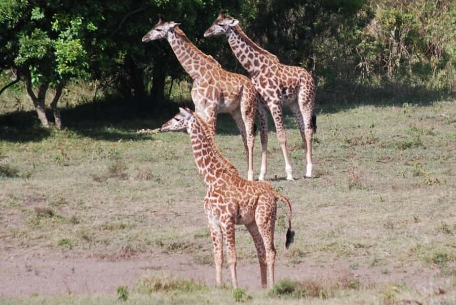 Arusha: Arusha National Park Day Trip w/ Game Drives & Lunch - Wildlife odds in a small, scenic park