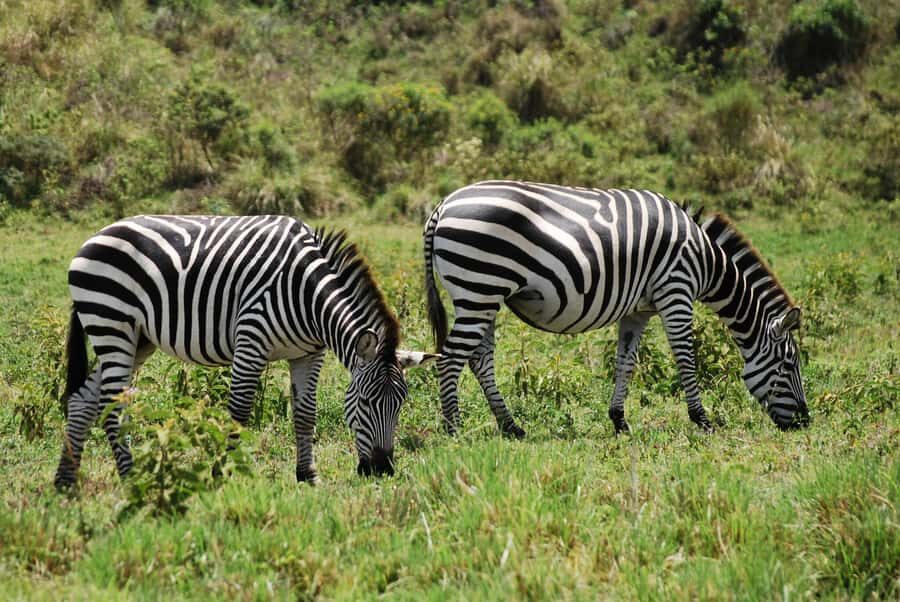 Arusha: Arusha National Park Day Trip w/ Game Drives & Lunch - Price and value: what $340 buys you here