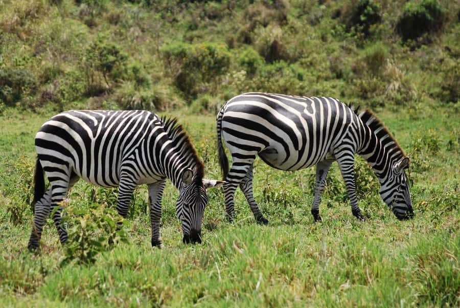 Arusha: Arusha National Park Day Trip w/ Game Drives & Lunch - Private guiding: the difference a strong guide makes