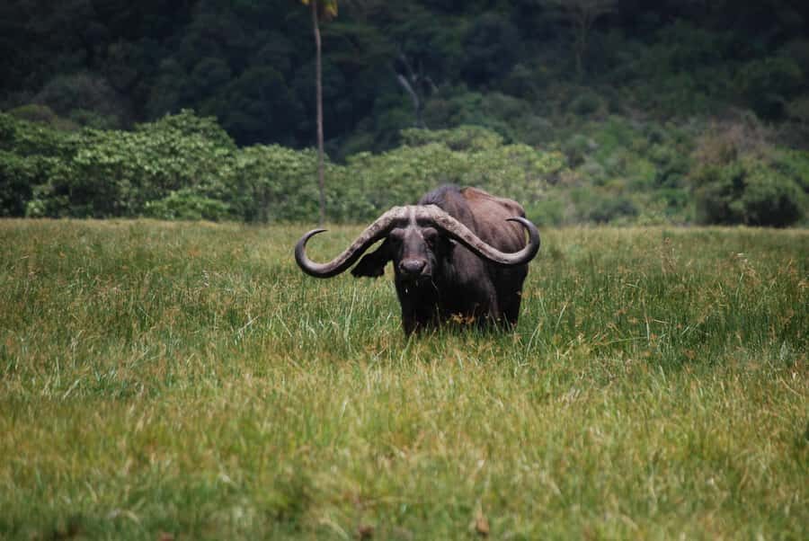 Arusha: Arusha National Park Day Trip w/ Game Drives & Lunch - Morning start: briefing, drive in, and that first wildlife scan