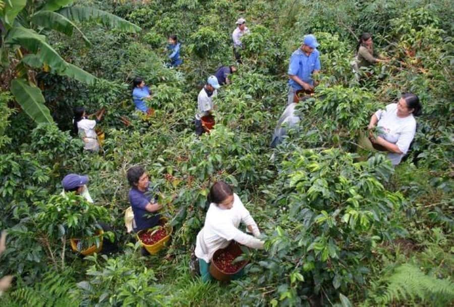 Arusha: Coffee Plantation Tour with Tasting and Hands-On … - From the Clock Tower to coffee country in about 3.5 hours