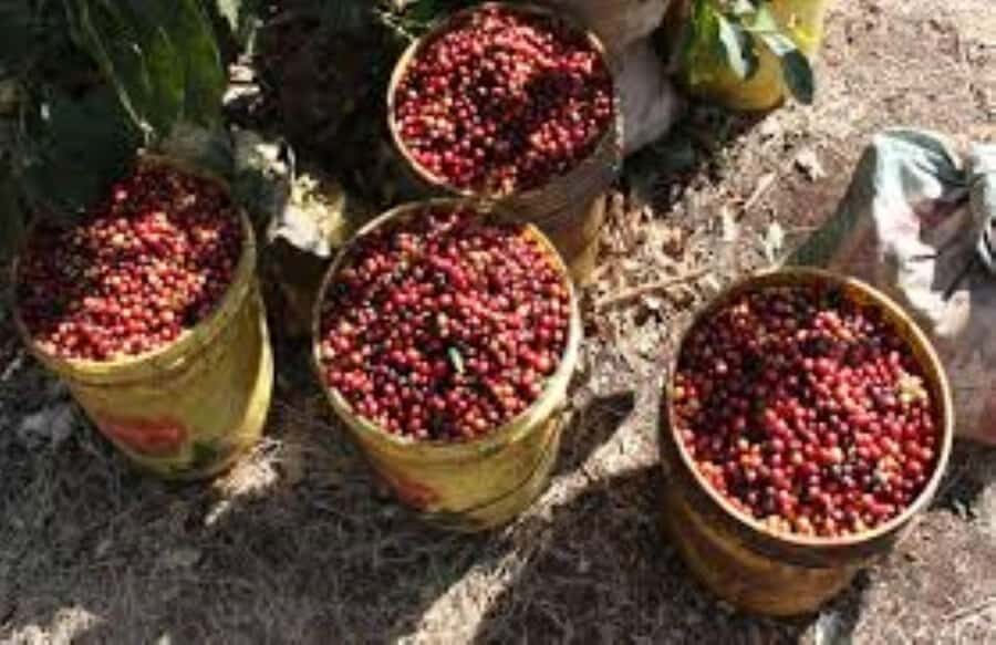 Arusha: Coffee Plantation Tour with Tasting and Hands-On … - Walking the coffee plantation: what you’ll see and why it matters