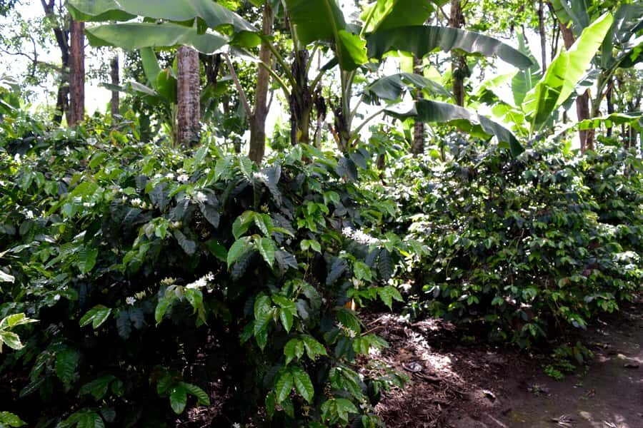 Arusha: Coffee Tour - Key highlights at a glance