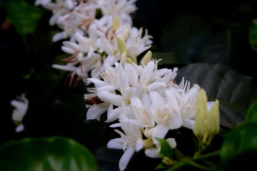 Arusha: Coffee Tour - Inside the organic plantation: how coffee starts