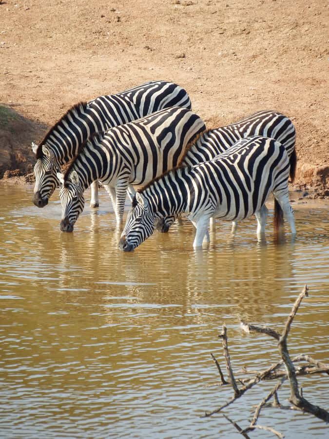 Arusha National Park Day Tour with All-Inclusive - Key things that make this tour work