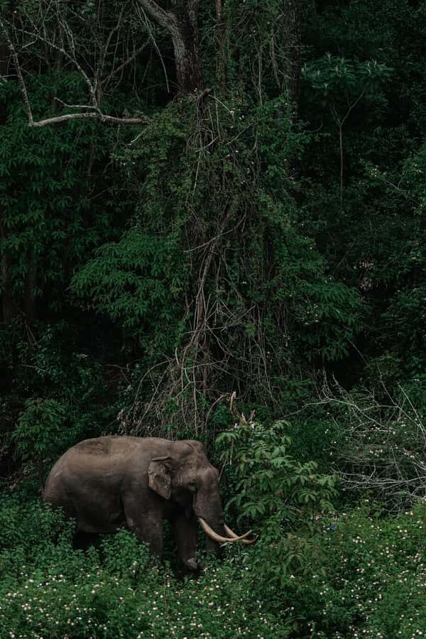 Arusha National Park Day Tour with All-Inclusive - Arusha National Park: fewer crowds, more “look closer”