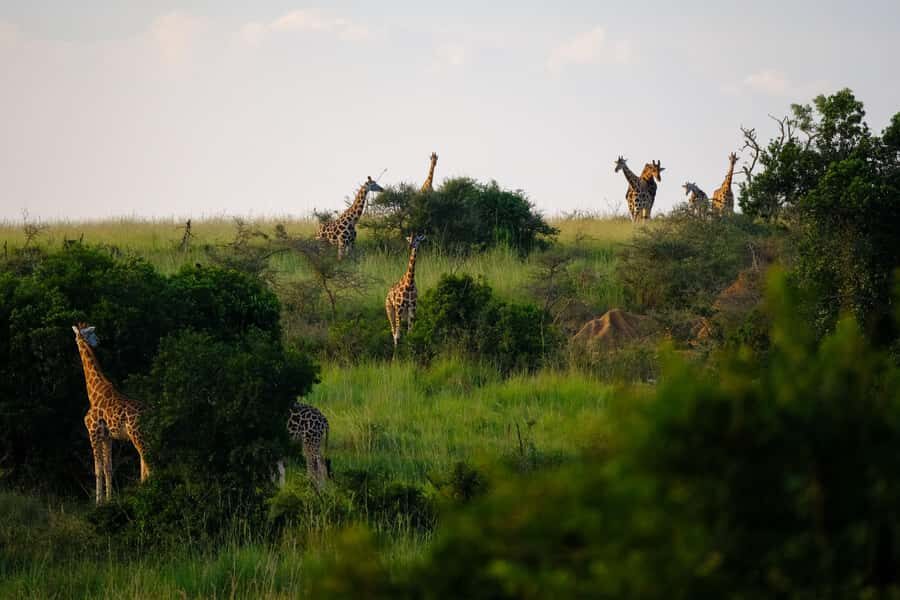 Arusha National Park Day Tour with All-Inclusive - Morning route: hotel pickup, then Ngurudoto’s “little Ngorongoro” vibe