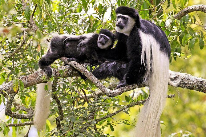 Arusha National Park Day Trip - Why Arusha National Park Works for a Full-Day Safari