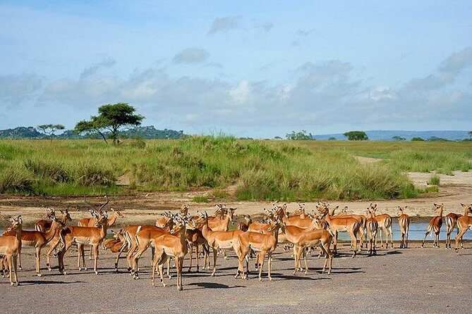 Arusha National Park Day Trip - Jeep Time to Momela Lakes for Flamingos and Water-Edge Wildlife