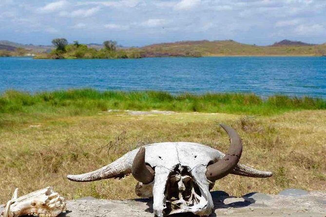 Arusha National Park Day Trip - Wildlife Mix: Giraffes, Primates, Herbivores, and the No-Predator Factor
