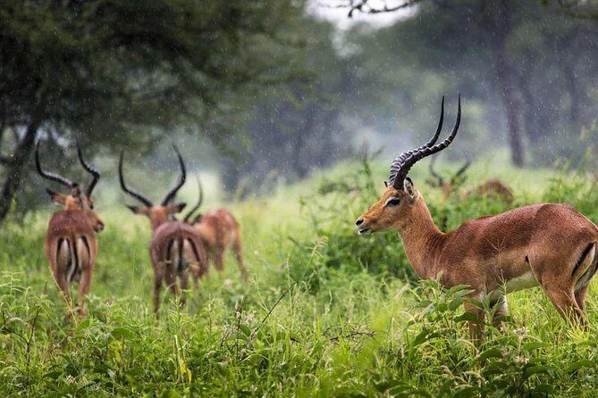 Arusha National Park Day Trip - Your Guide and the Private 4×4 Advantage