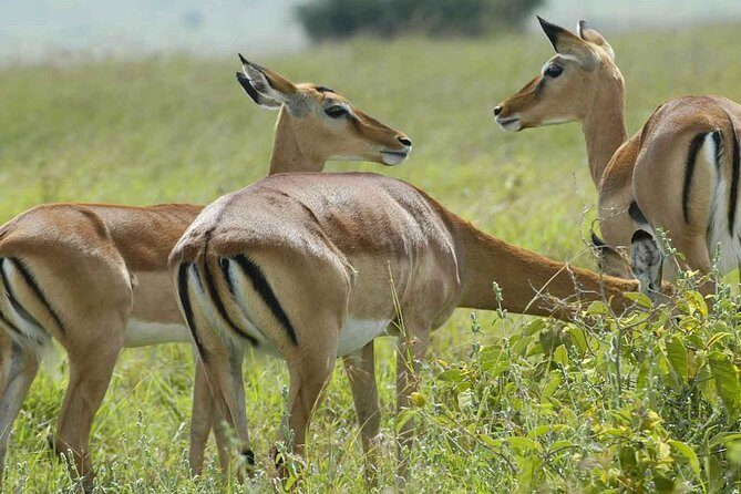 Arusha National Park Day Trip - Price and What You’re Getting for $300
