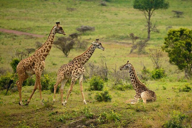 Arusha National Park Guided Day Tour from Arusha - Arusha National Park’s Momella Lakes stop: flamingoes plus a picnic option