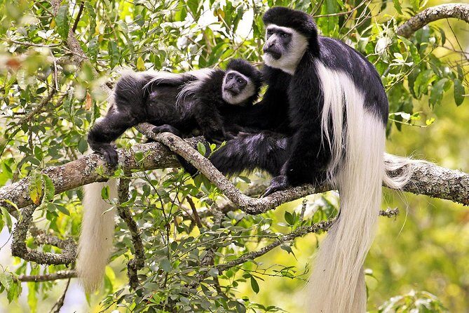 Arusha National Park Guided Day Tour from Arusha - Price and value: is USD $345.34 per person fair?