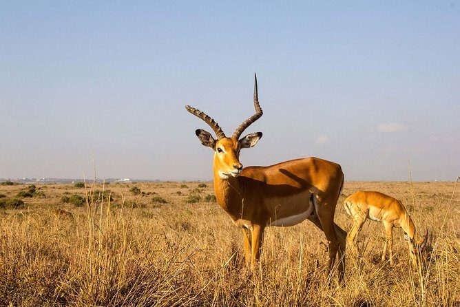 Arusha National Park Guided Day Tour from Arusha - Should you book this Arusha National Park day tour?