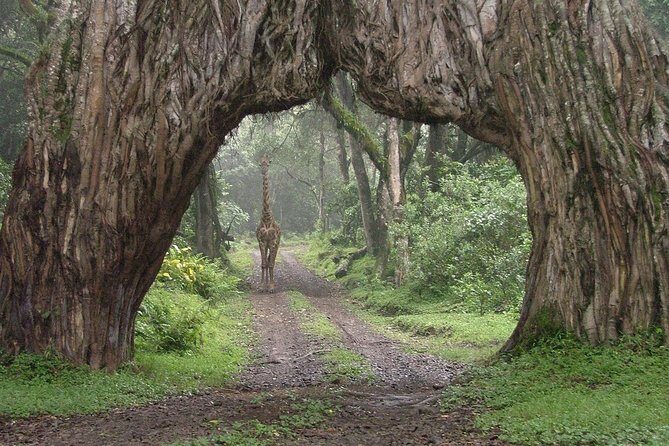 Arusha National Park Guided Day Tour from Arusha - Afternoon game drive: Cape buffalo, giraffes, zebra, and more