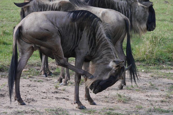 Arusha National Park Half Day Tour - Why Arusha National Park Fits Perfectly Into a Tight Schedule