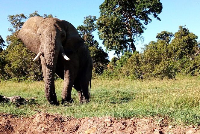 Arusha National Park Half Day Tour - Wildlife Odds in a Small Park: What You Should Look For