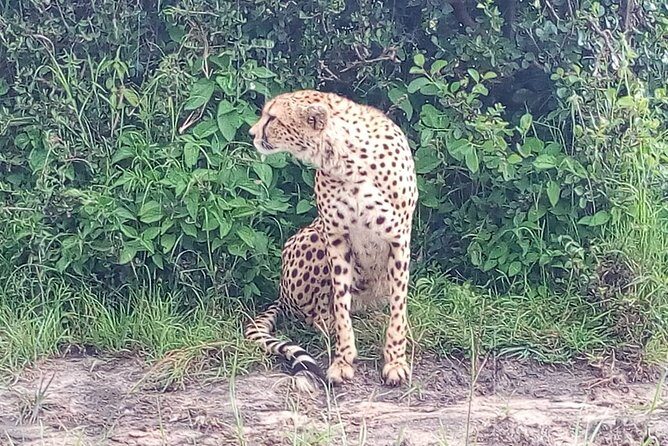 Arusha National Park Half Day Tour - Price and Value: What You’re Really Paying For
