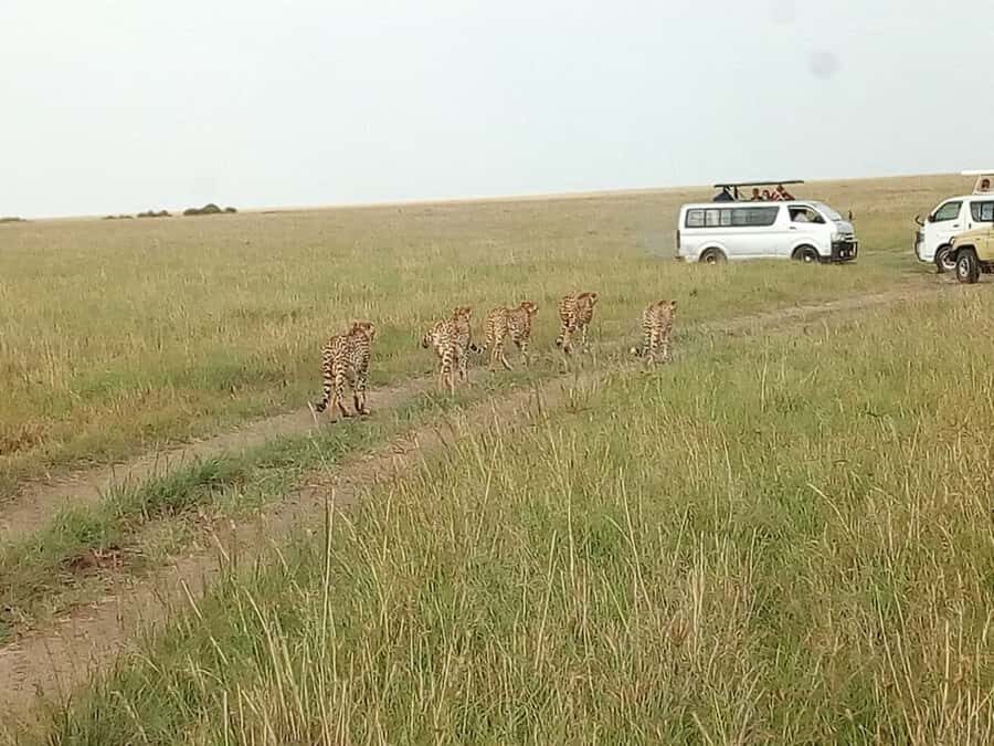 Arusha National Park: Private Jeep Tour - Tips to get the most from a short safari here