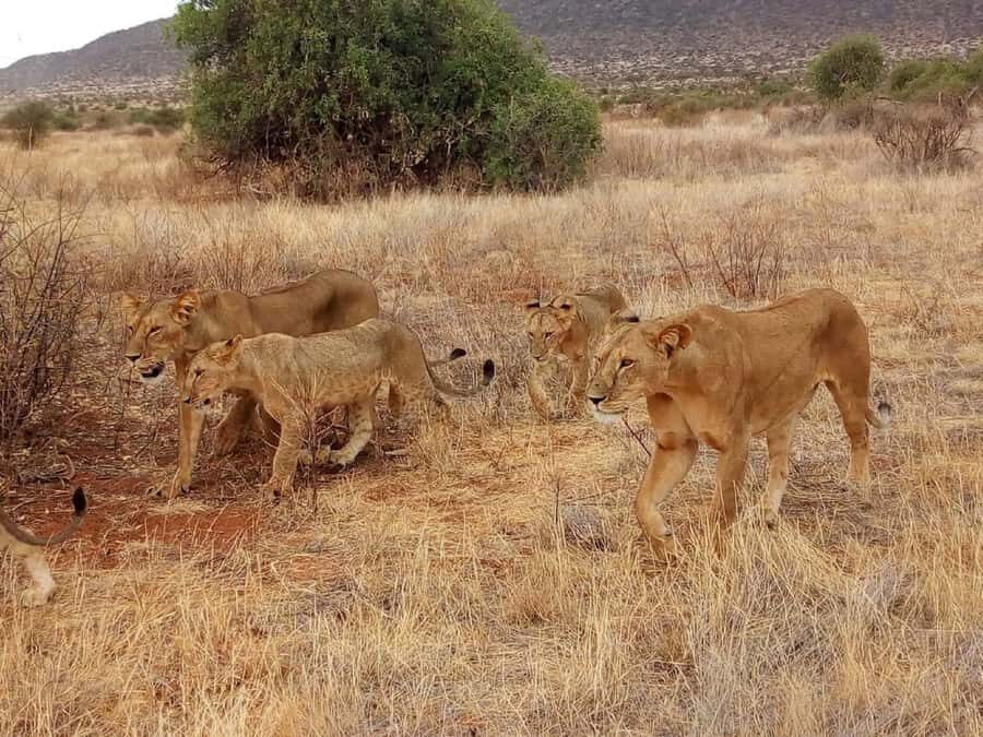 Arusha National Park: Private Jeep Tour - Your guide and the language options that actually matter