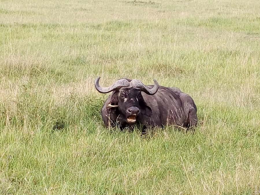 Arusha National Park: Private Jeep Tour - Price and value: what the $200 does (and what it doesn’t)
