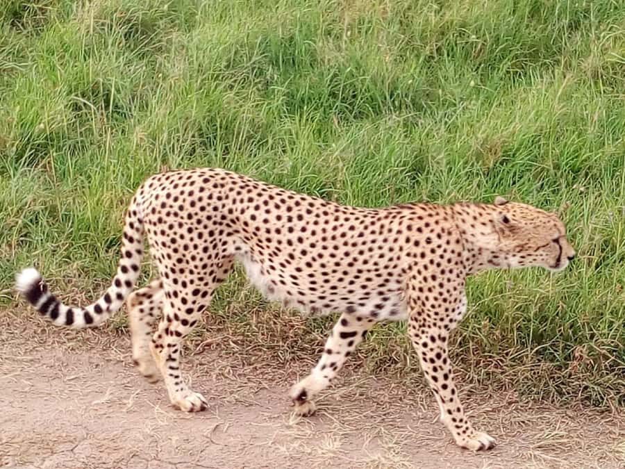 Arusha National Park: Private Jeep Tour - Who should book this private jeep safari?