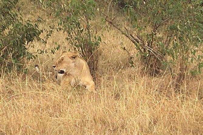 Arusha National Park Safari by Jeep - Jeep Comfort and Viewing Tips in a 4x4 Land Cruiser