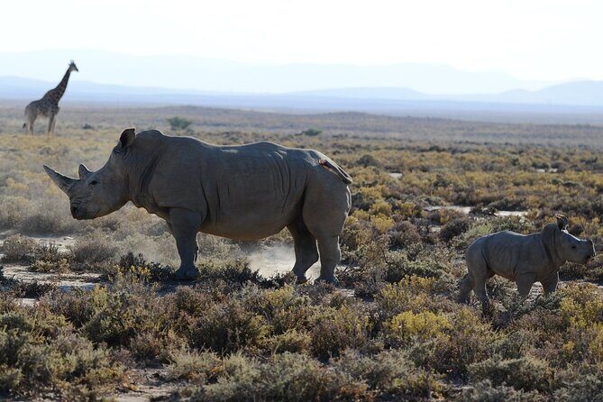 Arusha: Private 3 Day Safari Tarangire, Ngorongoro, Lake Manyara - Tarangire National Park: baobabs, elephants, and a lunch break inside the action