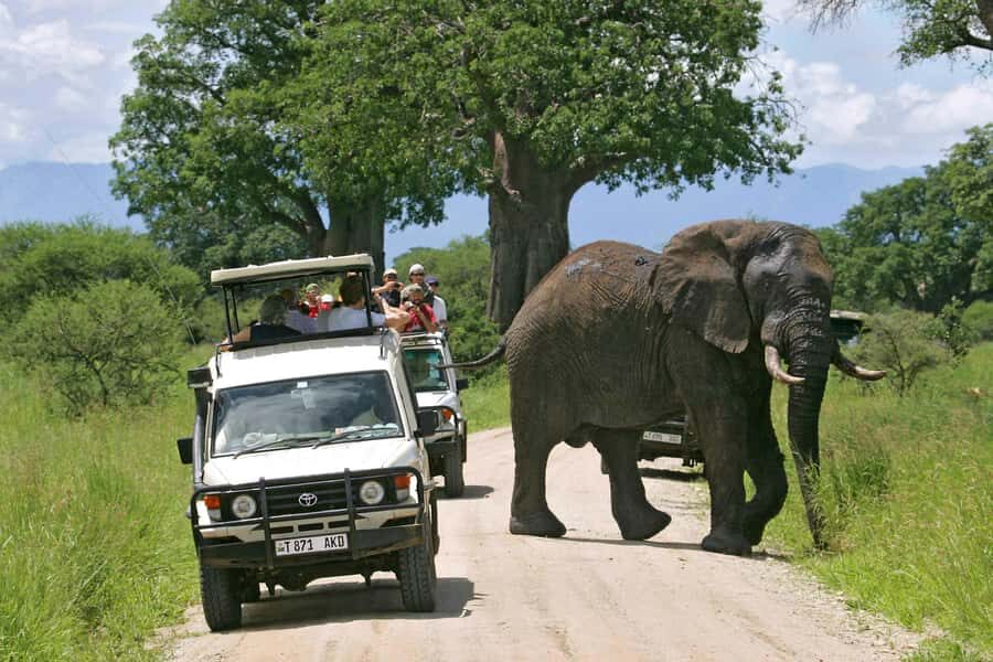 Arusha: Tarangire National Park Full-Day Wildlife Safari - Key things to know before you go
