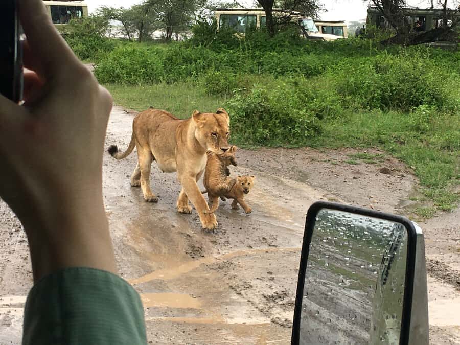 Arusha: Tarangire National Park Full-Day Wildlife Safari - Why Tarangire Is a standout day safari from Arusha