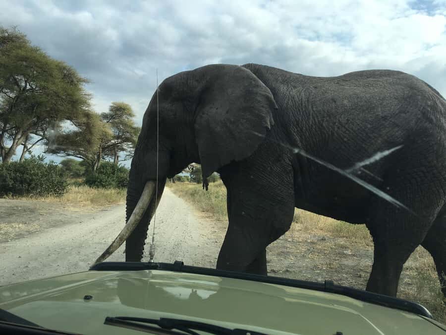 Arusha: Tarangire National Park Full-Day Wildlife Safari - Tree-climbing lions and rock pythons: Tarangire’s signature oddballs
