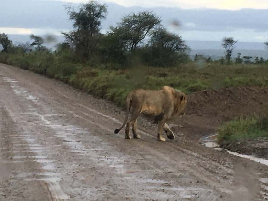 Arusha: Tarangire National Park Full-Day Wildlife Safari - Getting there: the Arusha drive time and how to handle it