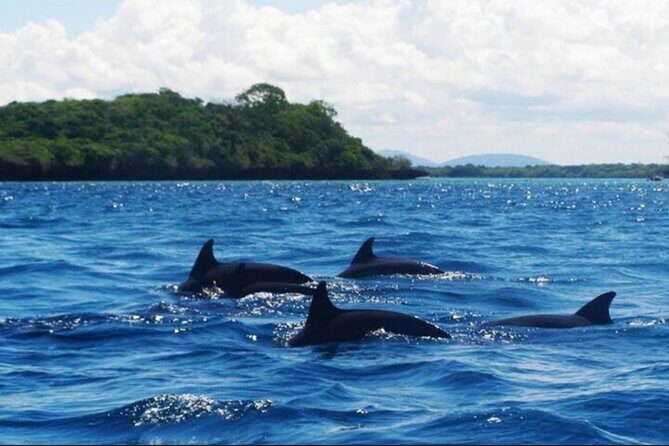 Baraka Aquarium and Dolphin Sightseeing with Sunset Cruise - Price and Value: Why $115 Can Be Fair for a Full Sea-Day