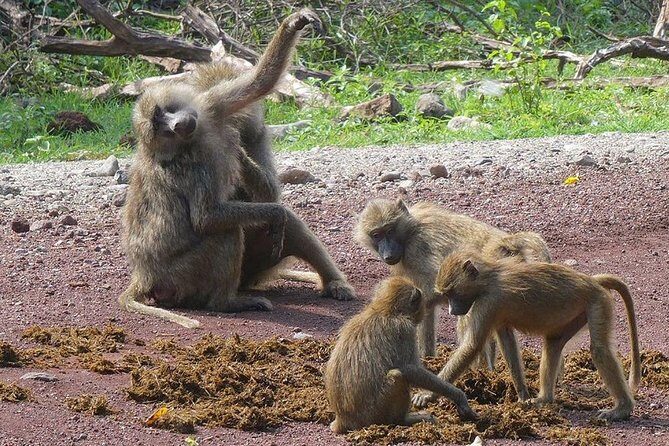 Best 3 days Tanzania shared Safari Tarangire Ngorororo Manyara - Day 2 Ngorongoro Crater game drive: picnic lunch and Big Five odds